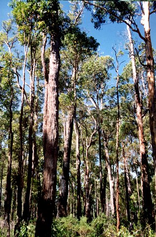 The forest block. 3/4 of an acre of Jarrah, Marri and 3 Karri trees which will remain.