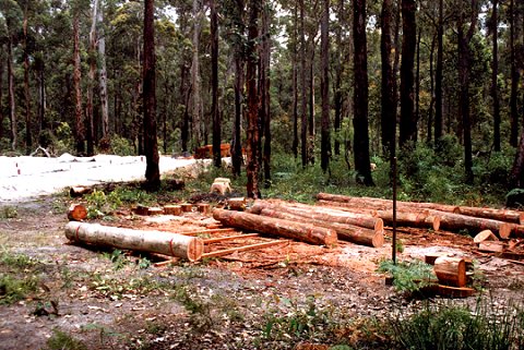 The Jarrah housepoles have been brought in from the forest.