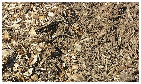Shredded tree stump mulch...
