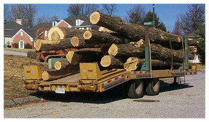 Locust logs stacked on a flat-bed trailer.