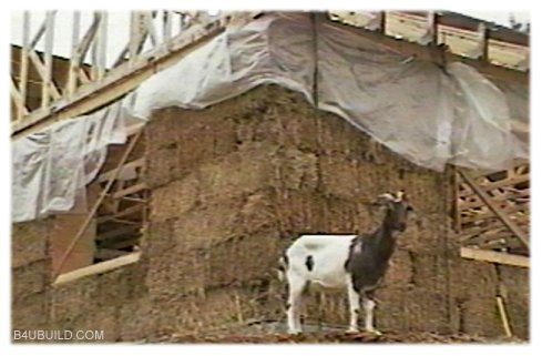 A goat next to a straw bale house?