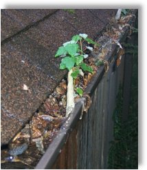 Picture of a clogged gutter